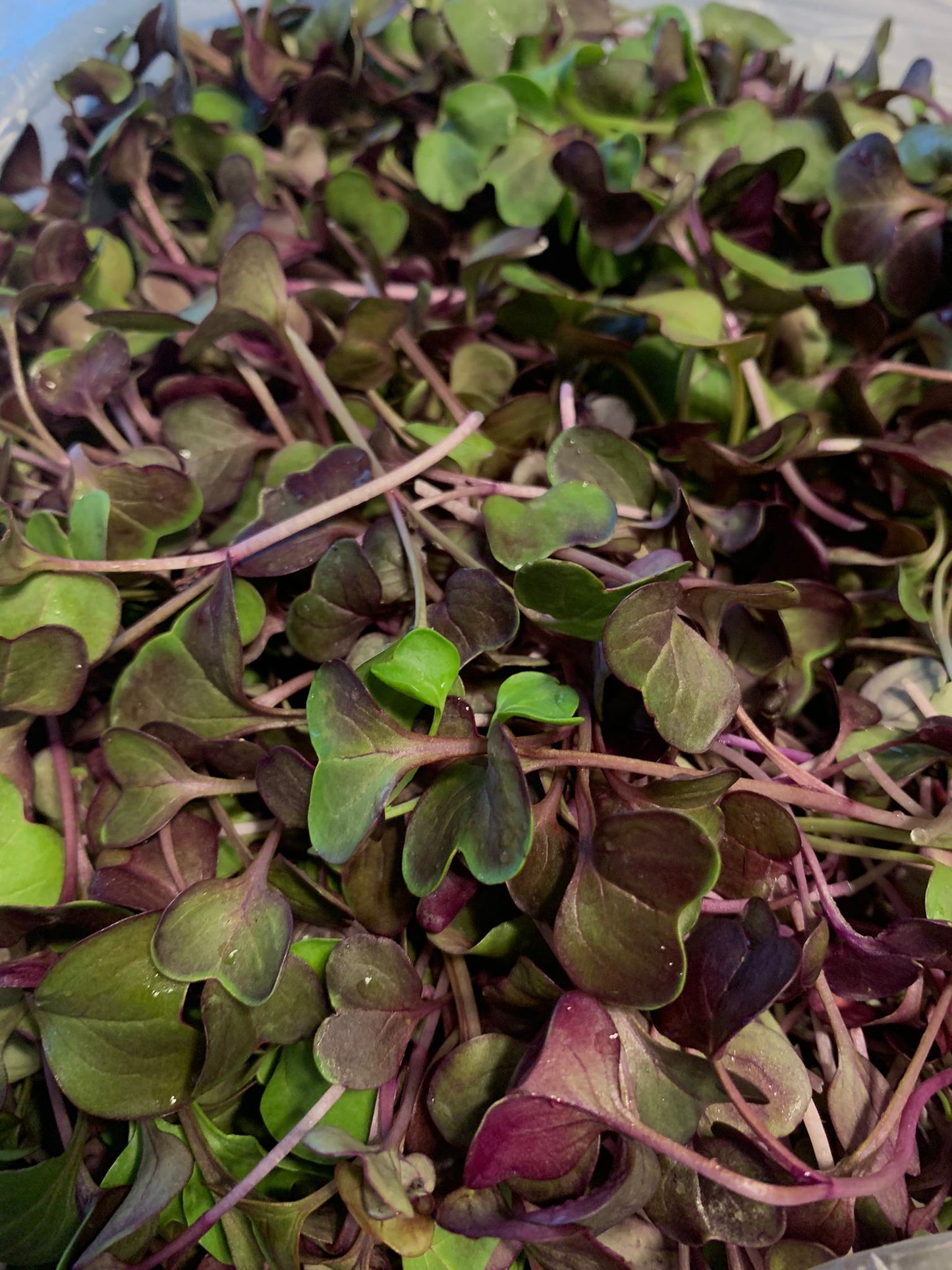 Micro Radish (1.5oz)