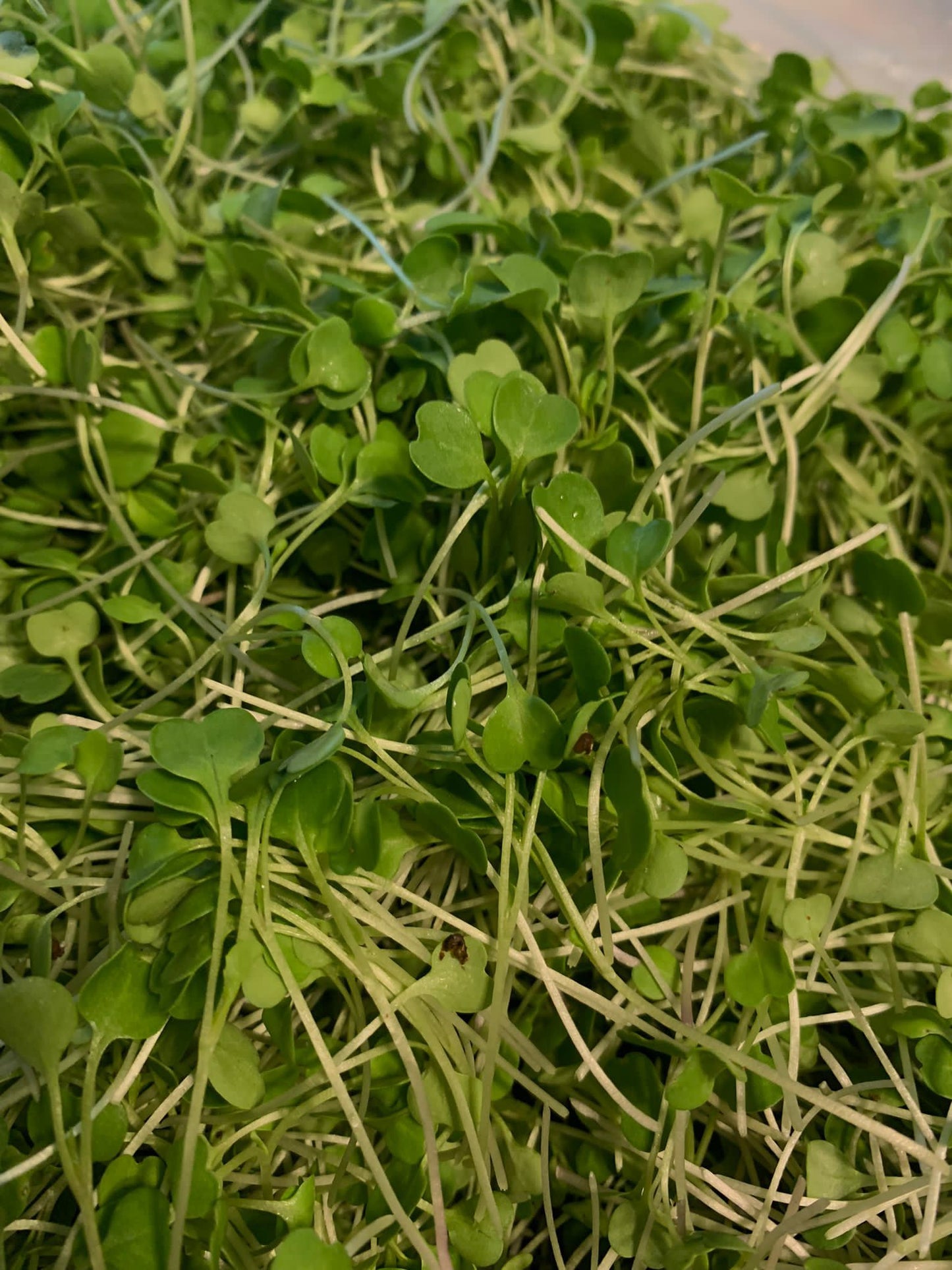 Micro Arugula (1oz)