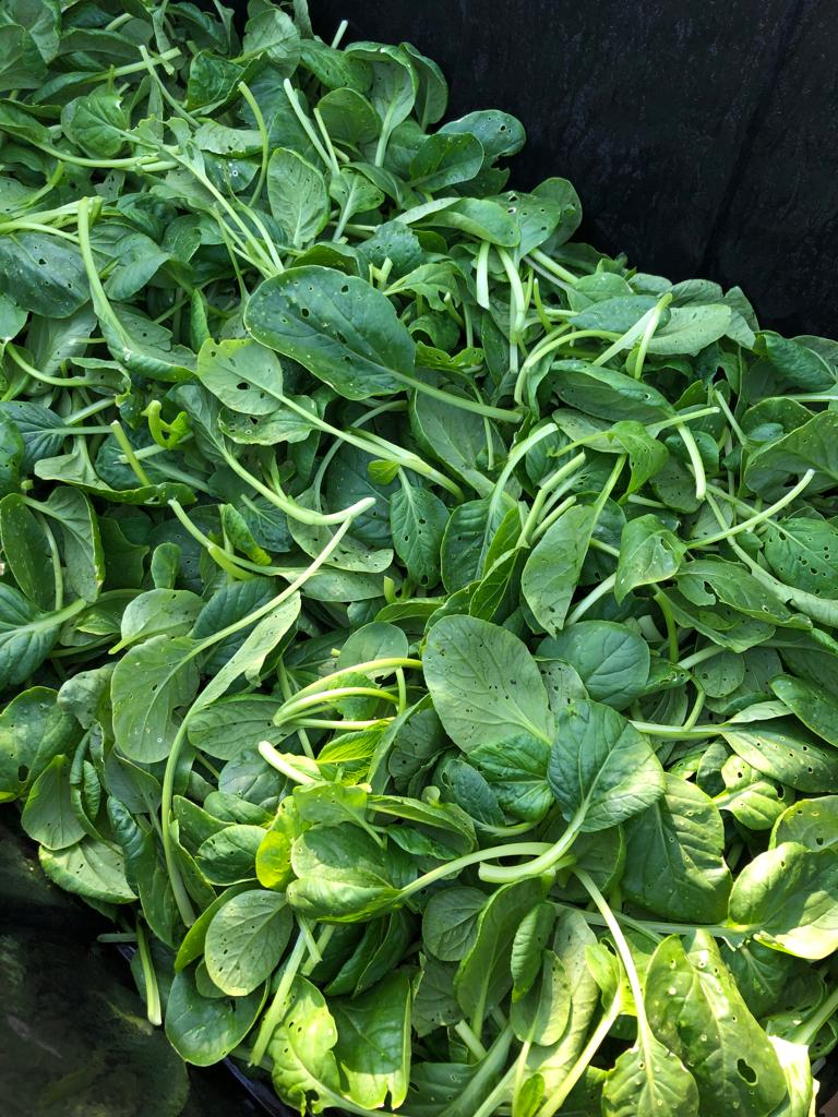 Southern Spinach - Large Bag (16oz)