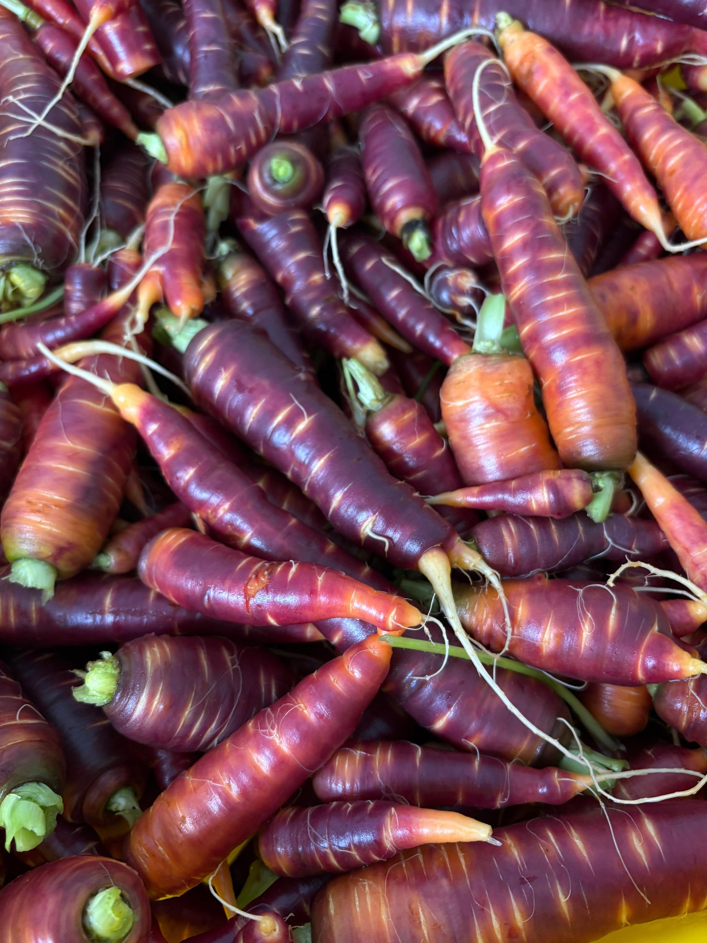 Purple Carrots (12oz)