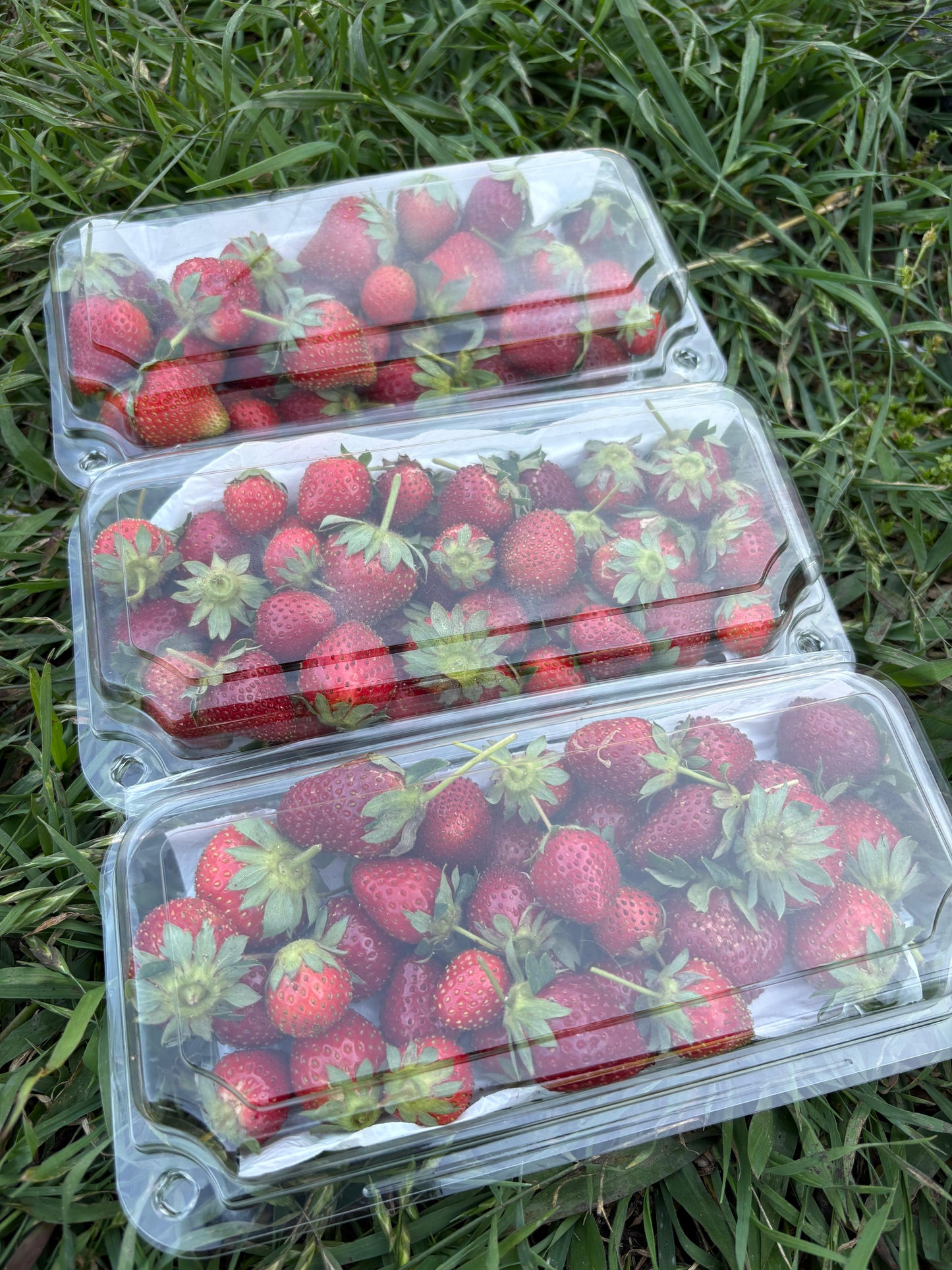 Strawberries (9oz) - trial crop