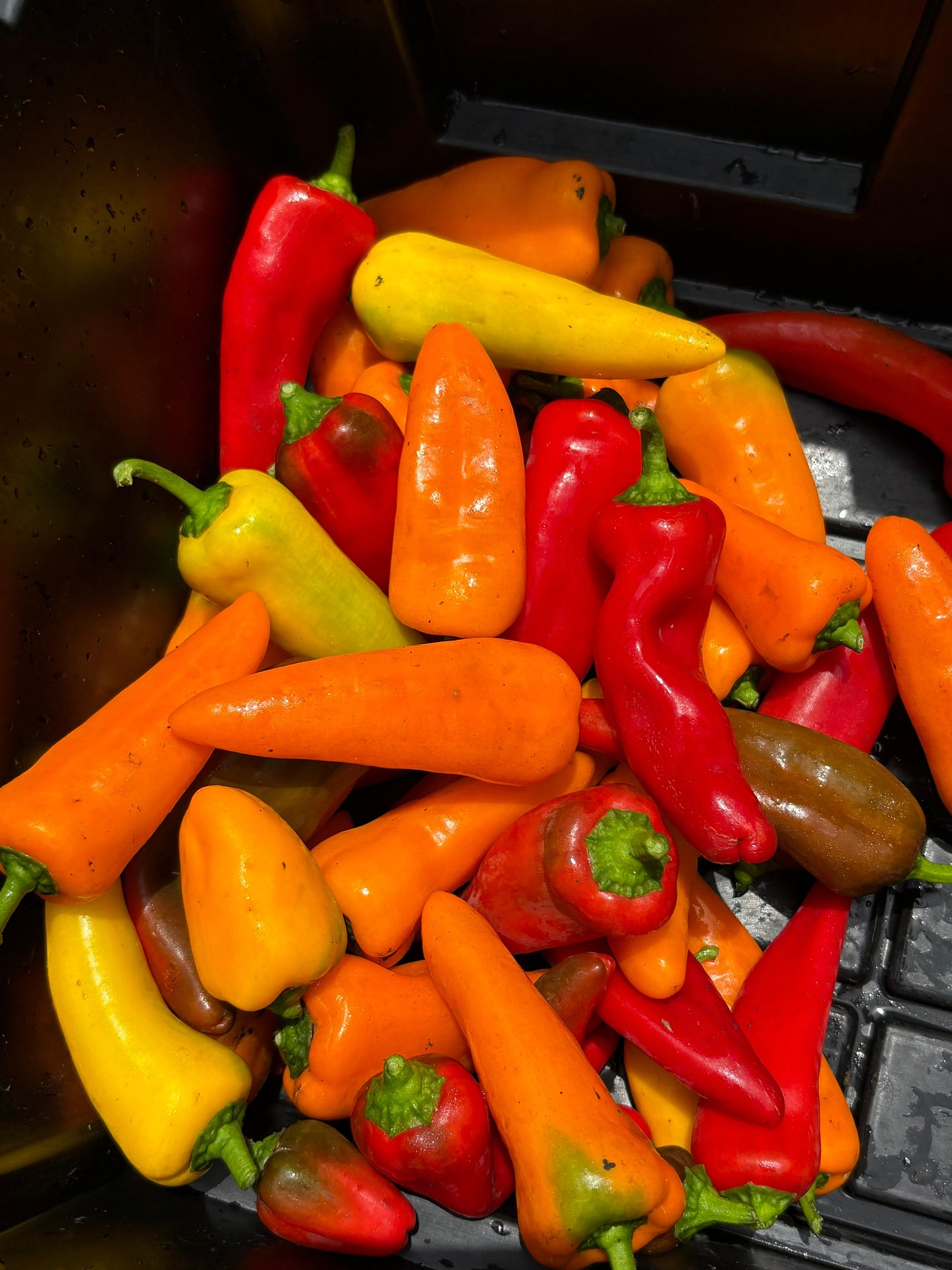 Lunchbox Peppers (8oz)