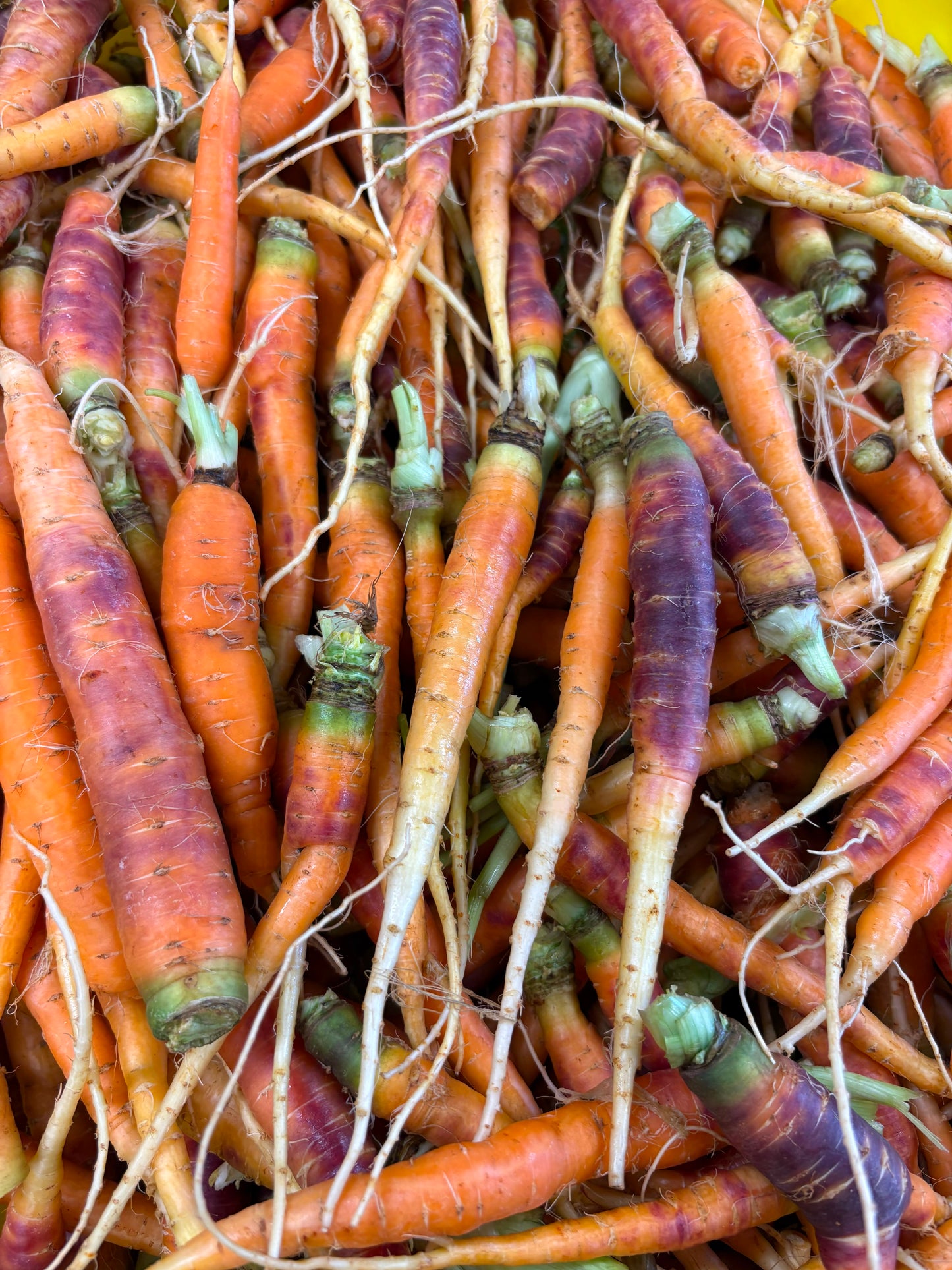 #2 Purple Carrots (12oz) - Seconds