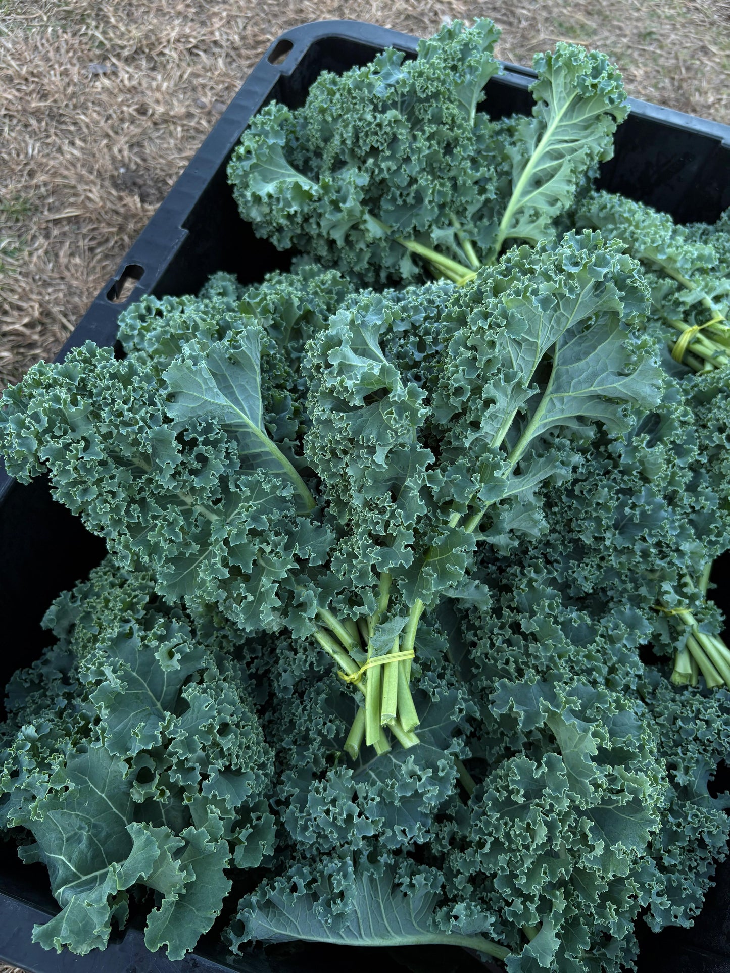 Green Curly Kale