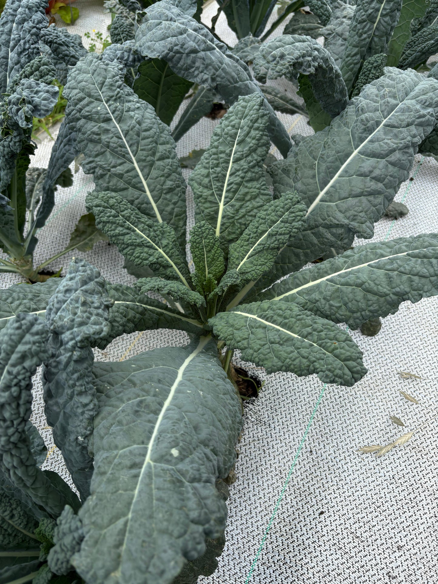 Dino Kale (1 Bunch)
