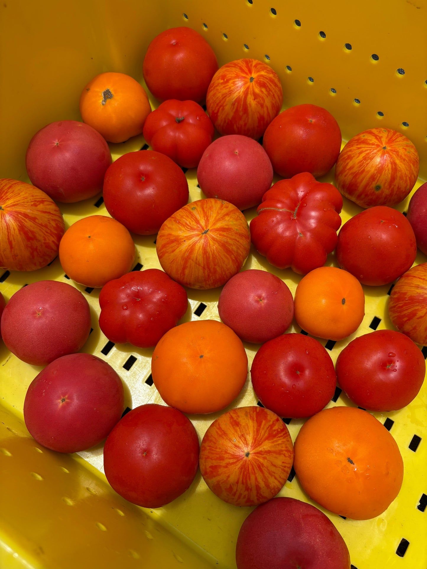 Mixed Box of Slicers (2.5lb)
