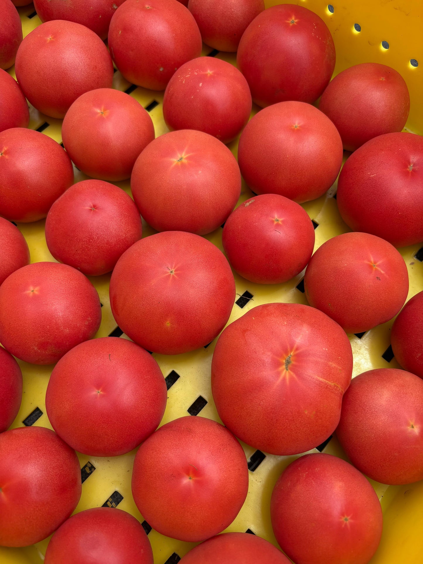 Pink Tomatoes (1lb)