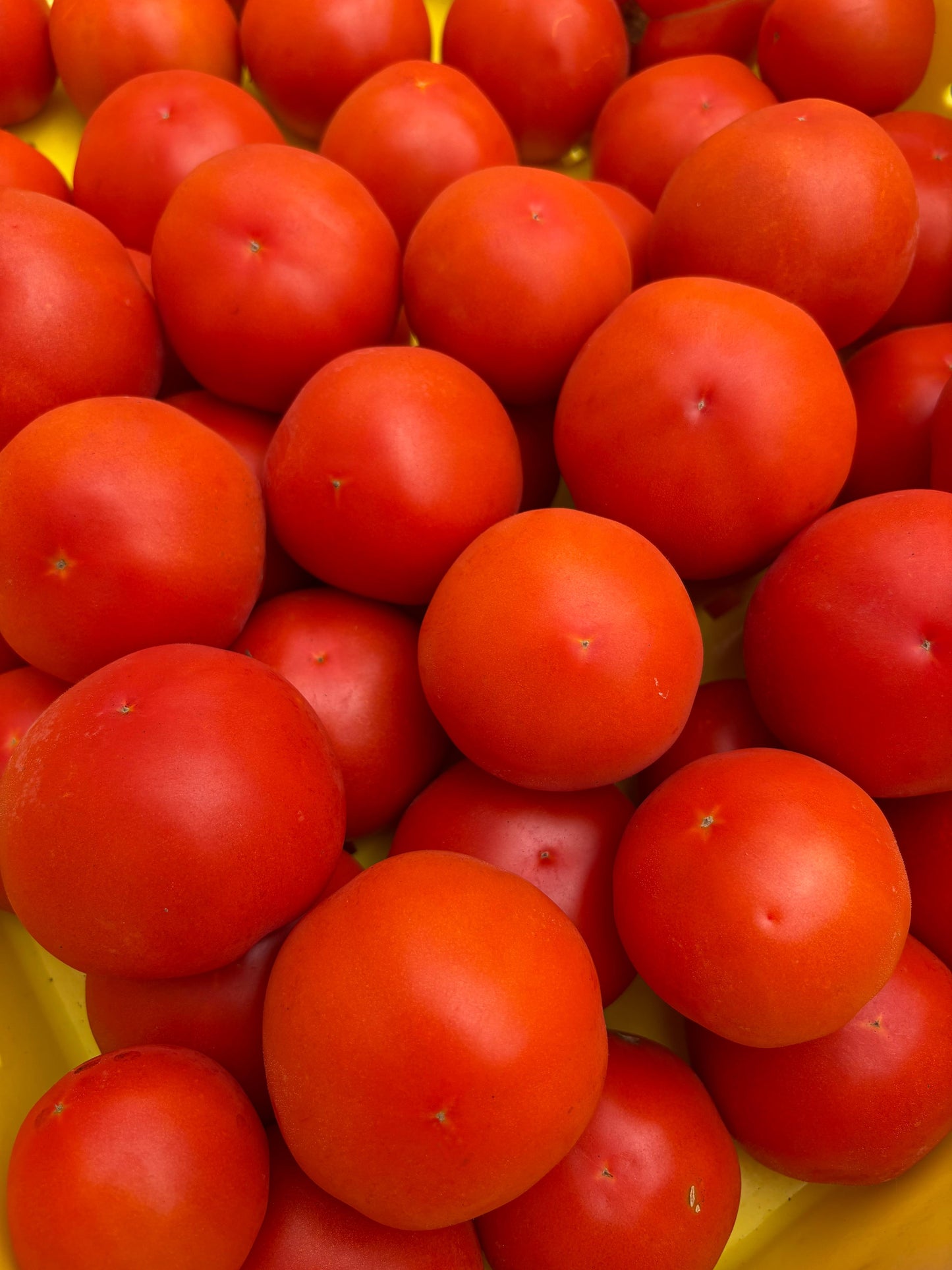 Red Tomatoes (1lb)