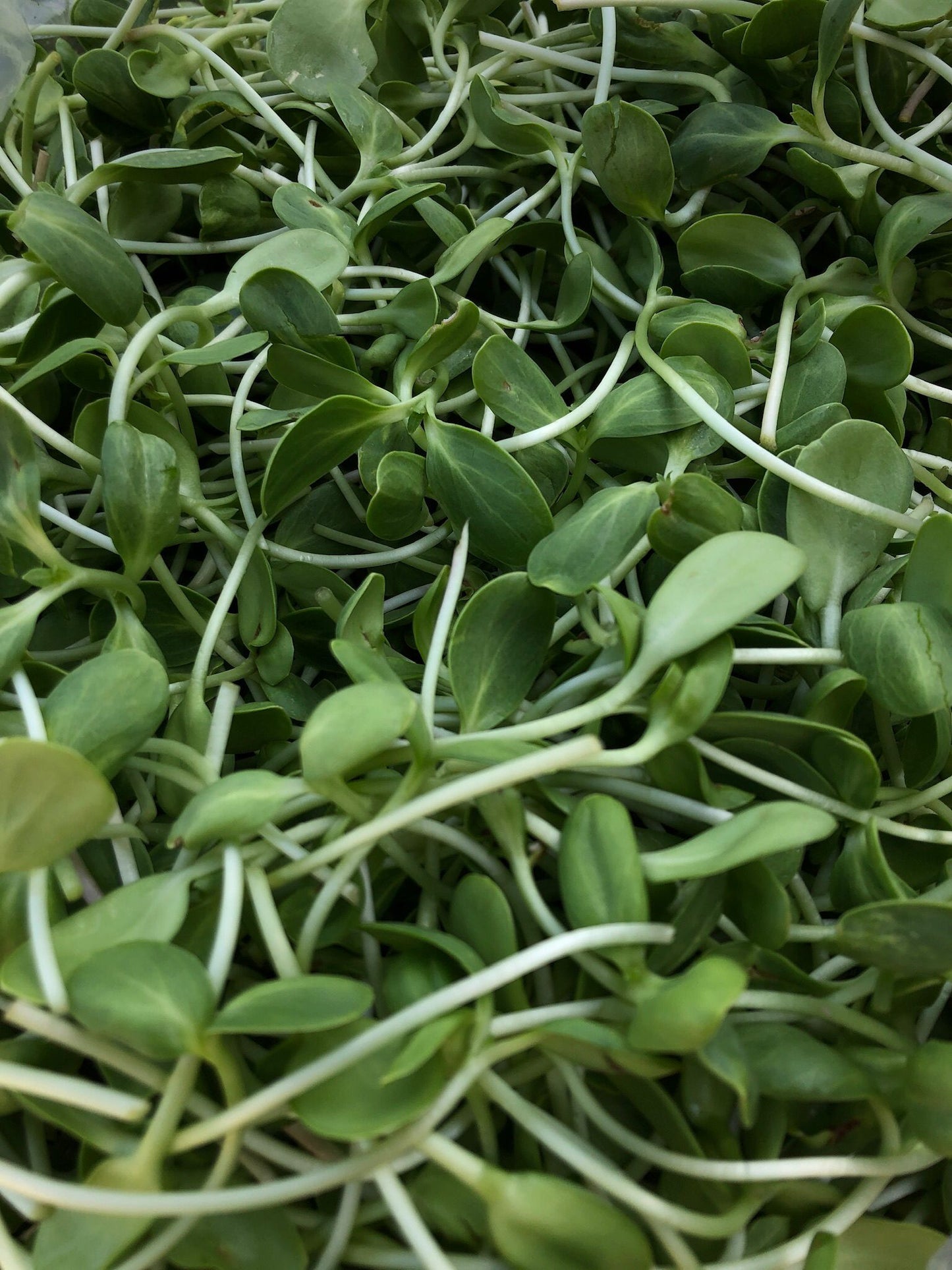 Sunflower Shoots (2oz)