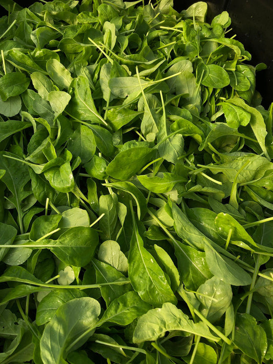 Arugula - Large Bag (16oz)