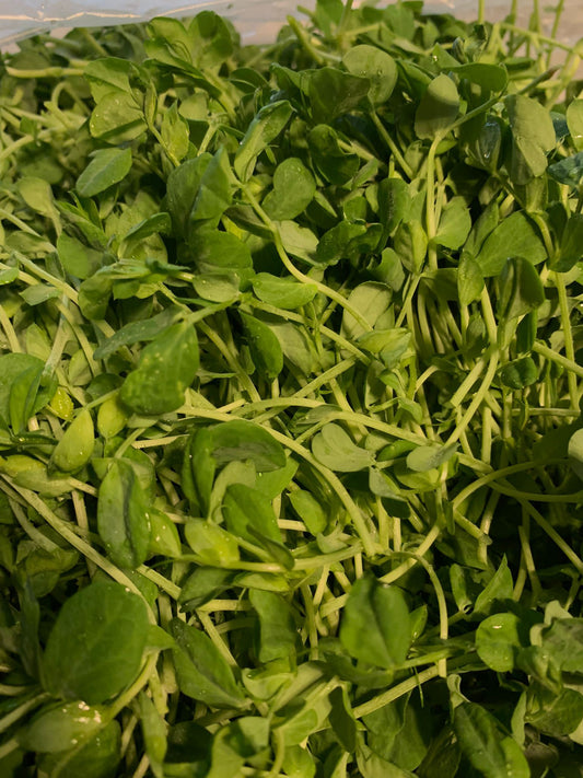 Pea Shoots (1.5oz)
