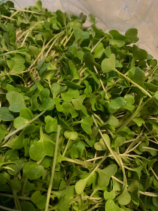 Micro Broccoli (1.5oz)