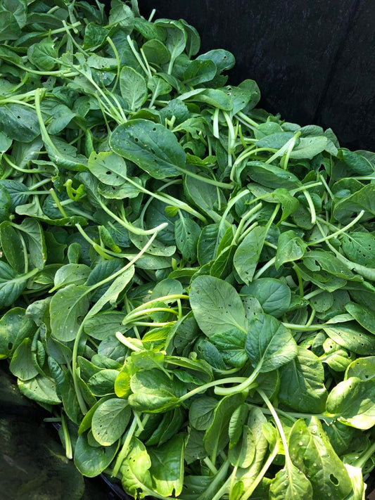 Southern Spinach (4oz)