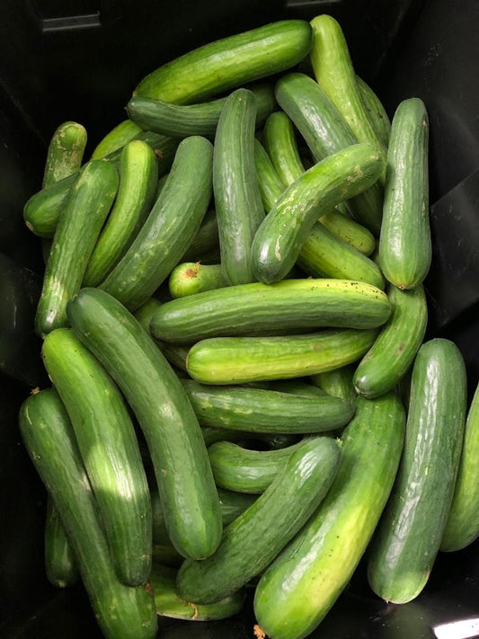 Cucumbers (12oz)
