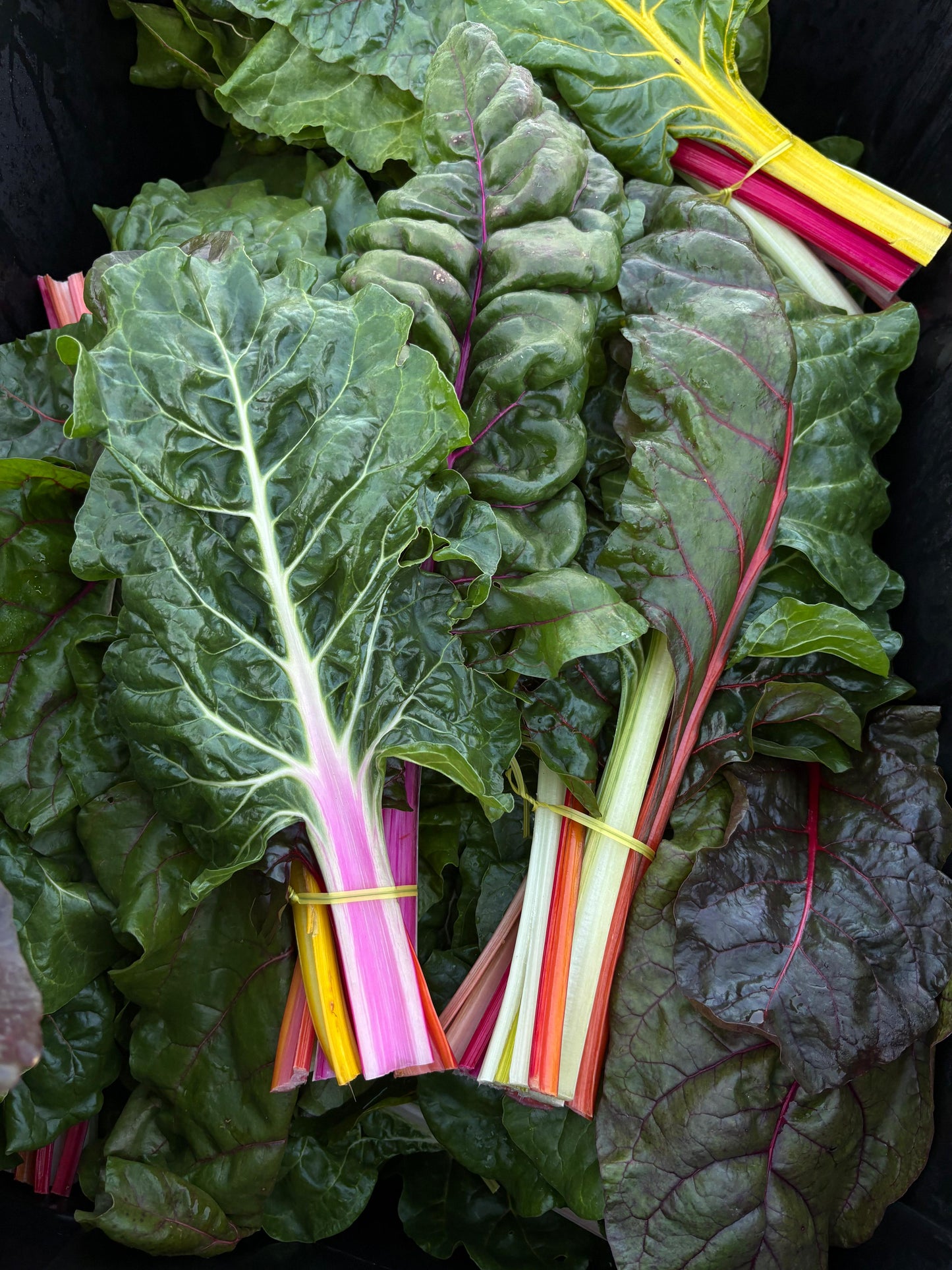 Swiss Chard (1 Bunch)