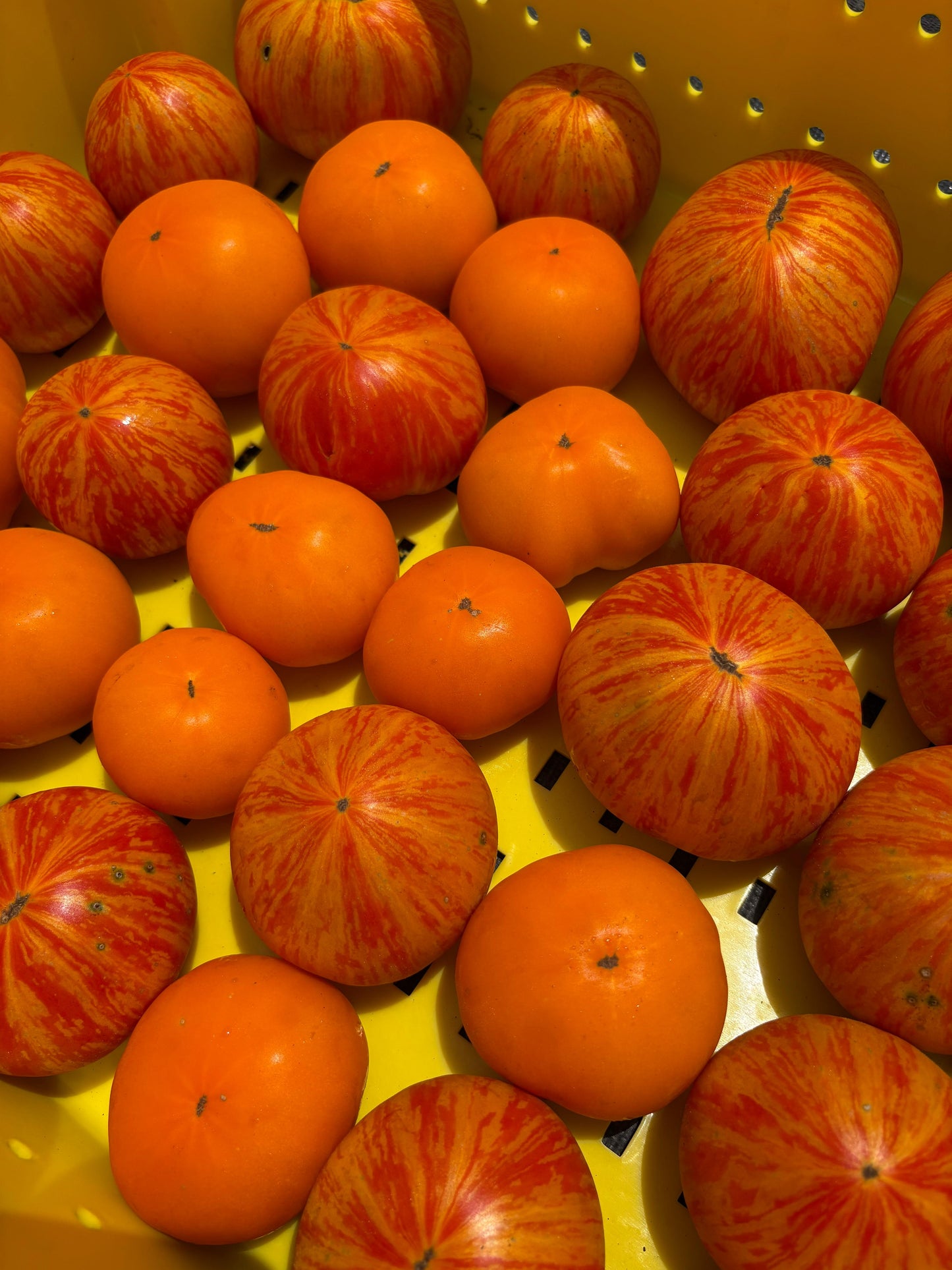 Orange/Bicolor Tomatoes (1lb)