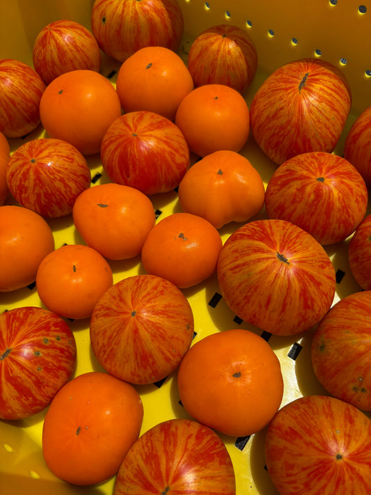 Orange/Bicolor Tomatoes (1lb)