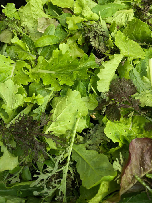 Jubilant Salad Mix - Large Bag (16oz)