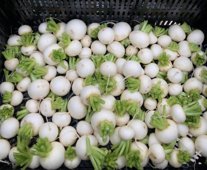 Salad Turnips (12oz)
