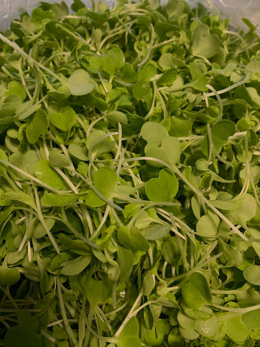 Micro Chinese Cabbage (1.5oz)