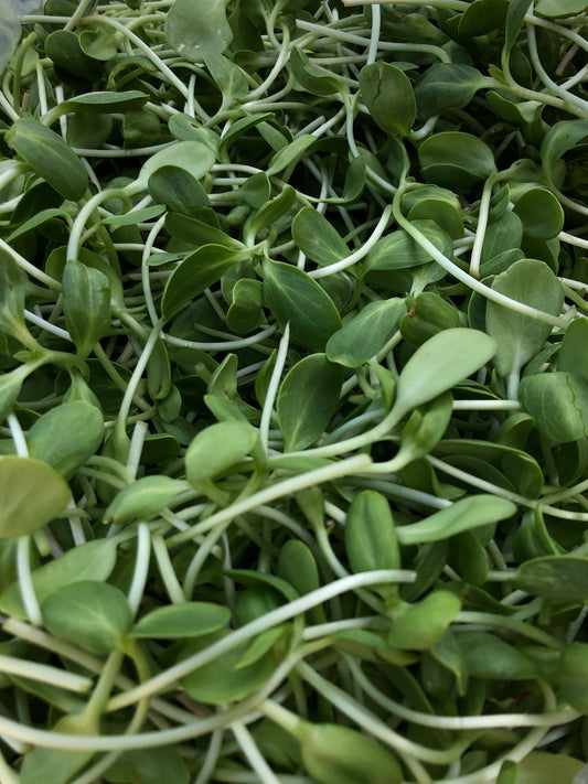 Sunflower Shoots (2oz)