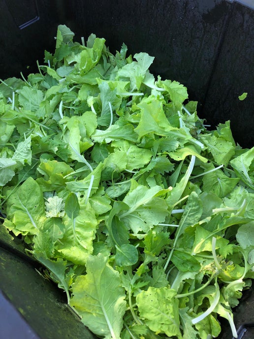 Spring Mix - Large Bag (16oz)